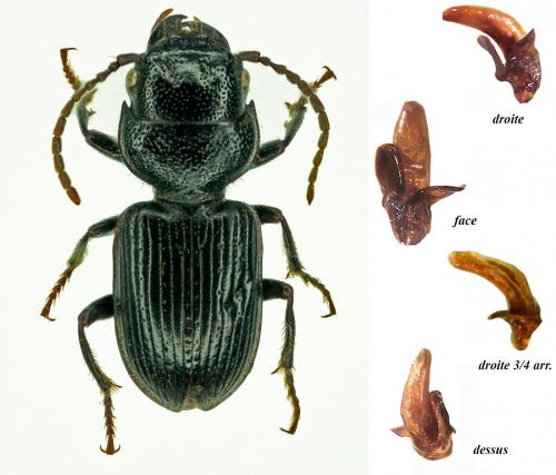 Dixus clypeatus
